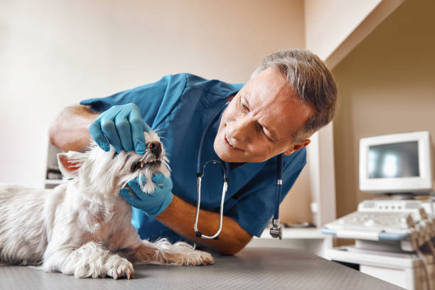 Best Emergency Broken Tooth Repair in Mcmechen, WV